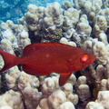 DSCF8439 cervena ryba